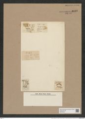 Lysigonium juergensii var. maja Grun. (de-Toni-Nr.: Genus 211, Species 5300) Zeichnungen Sammlung Grunow Nr. 9140 (NHMW-BOT-W0378913)